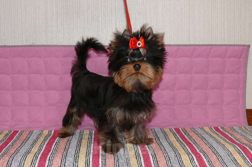 Собаки в Королеве: Йорк мальчик мини, 4,5 мес Мальчик, 23 000 руб. - фото 5