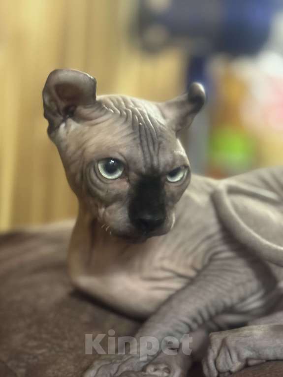 Кошки в Москве: Молодой кот эльф в разведение Мальчик, Бесплатно - фото 3