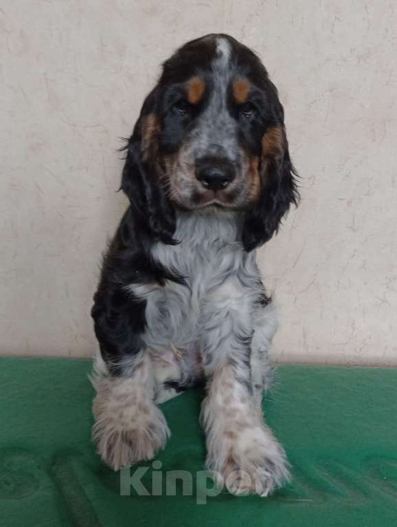 Собаки в Набережных Челнах: Щенок английского кокер спаниеля Мальчик, Бесплатно - фото 3