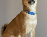 Собаки в Сургуте: Брутальные щенки Мальчик, 80 000 руб. - фото 5