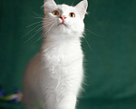 Кошки в Москве: Молодая ангорская кошка Мира в дар Девочка, Бесплатно - фото 3