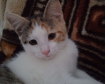 Кошки в Пскове: Отдам кошечку в добрые руки Девочка, Бесплатно - фото 5