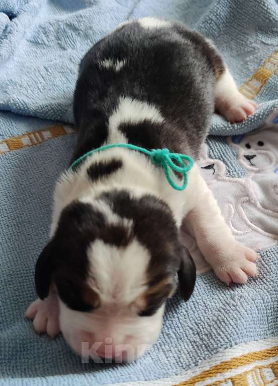 Собаки в Москве: Щенки бигля родились 01.03.2025. от клубных родителей с документами РКФОткрыто бронирование. Мальчик, 50 000 руб. - фото 9