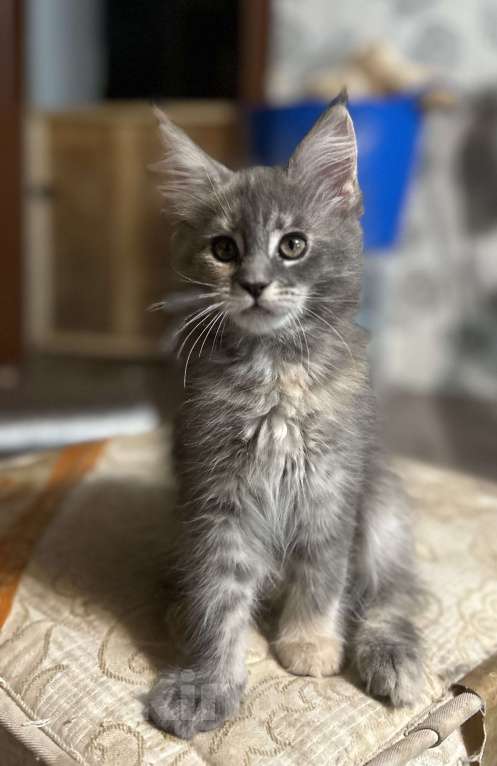 Кошки в Твери: мейн кун от чемпионов  Девочка, 25 000 руб. - фото 3