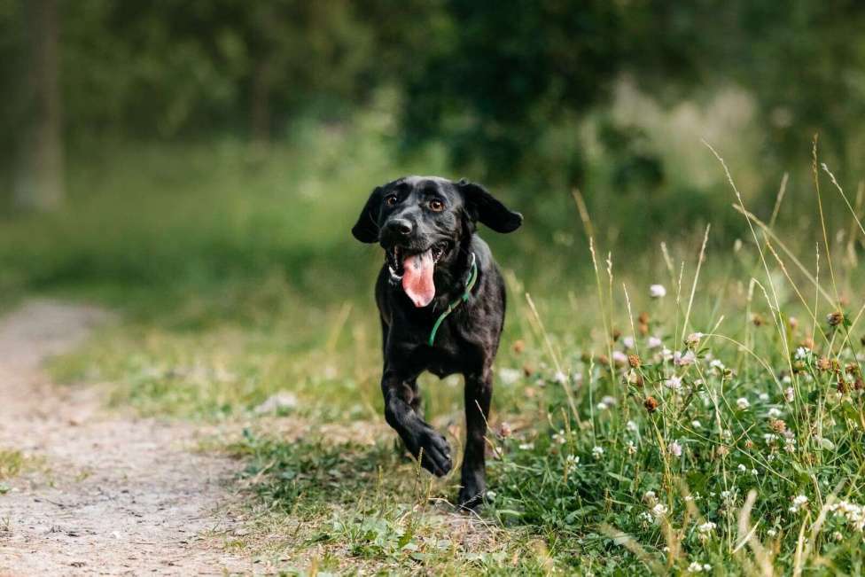 Собаки в Москве: Микролабрадор в добрые руки Девочка, Бесплатно - фото 4