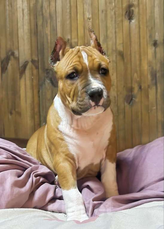 Собаки в других городах Московской области: Малыш амстаффа РКФ Мальчик, 80 000 руб. - фото 2