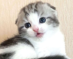 Кошки в Нижнем Новгороде: Круглый кот  Мальчик, 20 000 руб. - фото 4