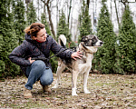 Собаки в Москве: 5 лет дома и попал в приют Мальчик, Бесплатно - фото 4