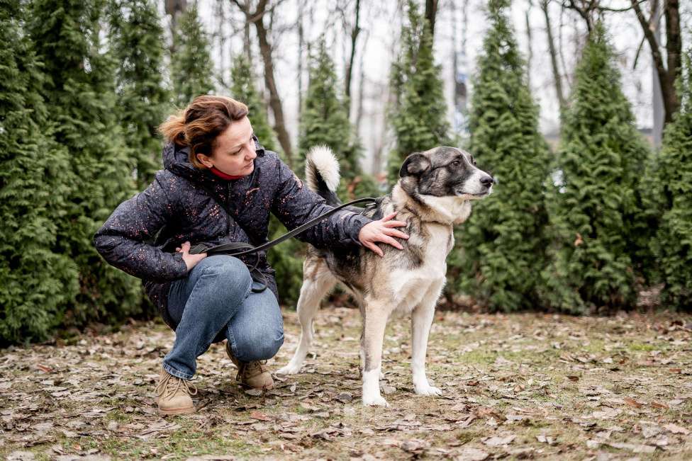 Собаки в Москве: 5 лет дома и попал в приют Мальчик, Бесплатно - фото 4