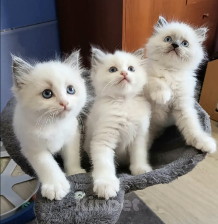 Кошки в Казани: Рэгдолл котята Разнополые, 57 000 руб. - фото 1