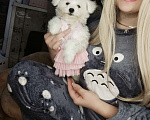 Собаки в Москве: БИШОН ФРИЗЕ девочка мини  Девочка, 80 000 руб. - фото 2