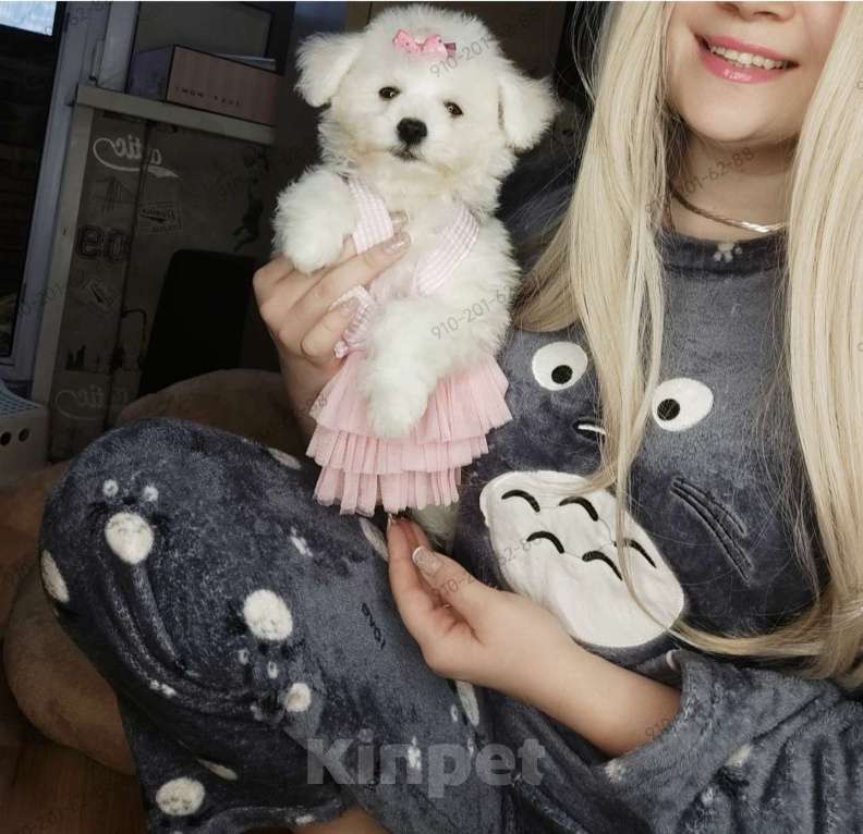 Собаки в Москве: БИШОН ФРИЗЕ девочка мини  Девочка, 80 000 руб. - фото 2