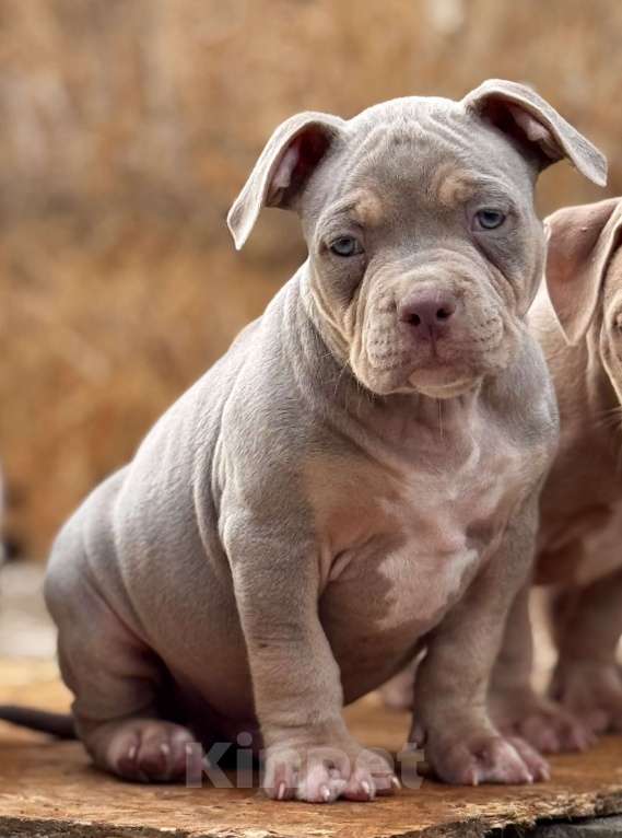 Собаки в Перми: Продаются щенки породы Американский булли Разнополые, 70 000 руб. - фото 5