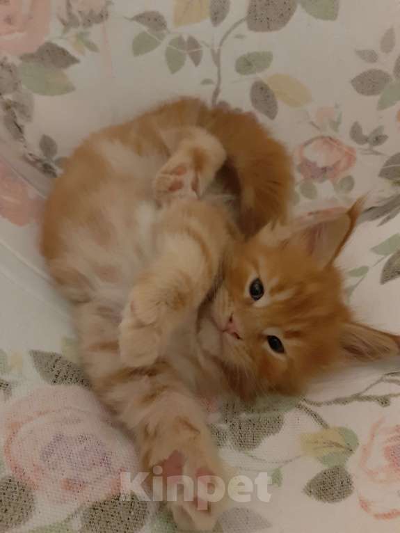 Кошки в Кемерово: Мейн кун котята Девочка, 35 000 руб. - фото 2