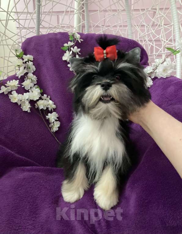 Собаки в Москве: Чёрный йорк девочка стандарт кукольная Девочка, 70 000 руб. - фото 7