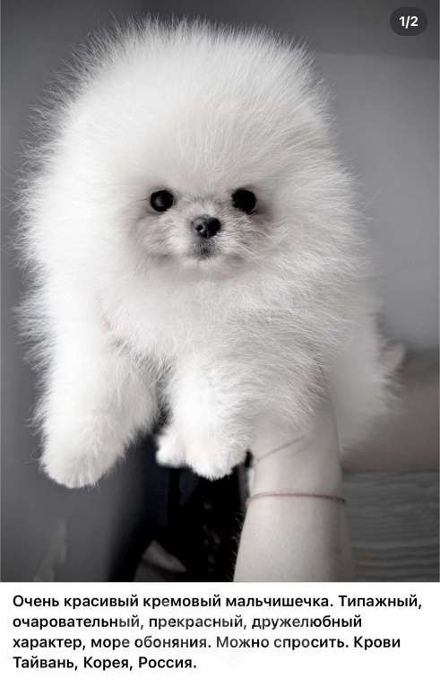 Собаки в Воронеже: Мальчик кремового померанского шпица Мальчик, Бесплатно - фото 2