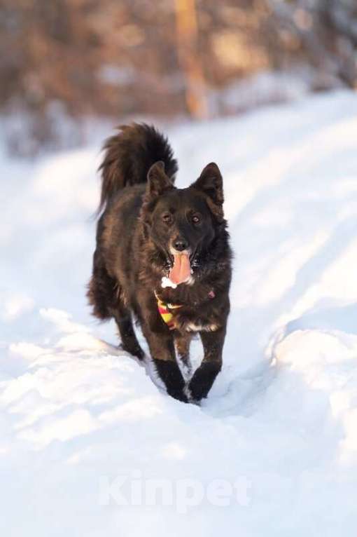 Собаки в Москве: Красавица Рита в добрые руки. Девочка, Бесплатно - фото 5