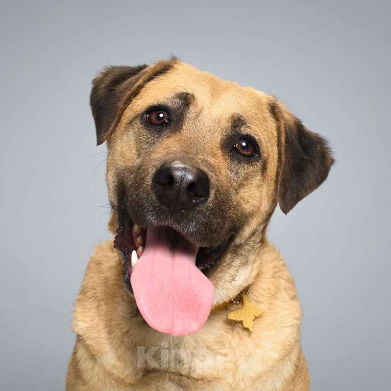 Собаки в Москве: Байкал Мальчик, Бесплатно - фото 2