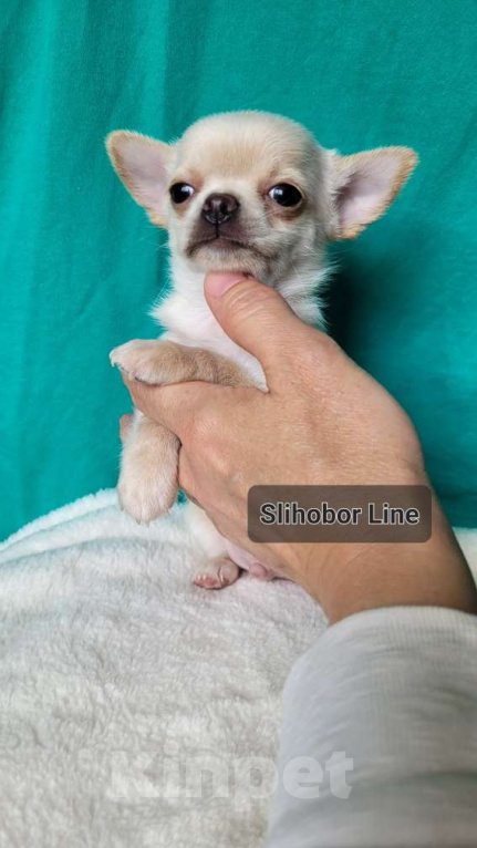 Собаки в Москве: Чихуахуа щенок  Мальчик, Бесплатно - фото 6