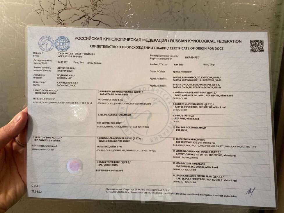 Собаки в Симферополе: Эксклюзивная девочка Джек Рассел терьер  Девочка, 17 000 руб. - фото 6