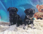 Собаки в Санкт-Петербурге: Девочка цвергшнауцера чёрная с серебром. Девочка, 40 000 руб. - фото 1