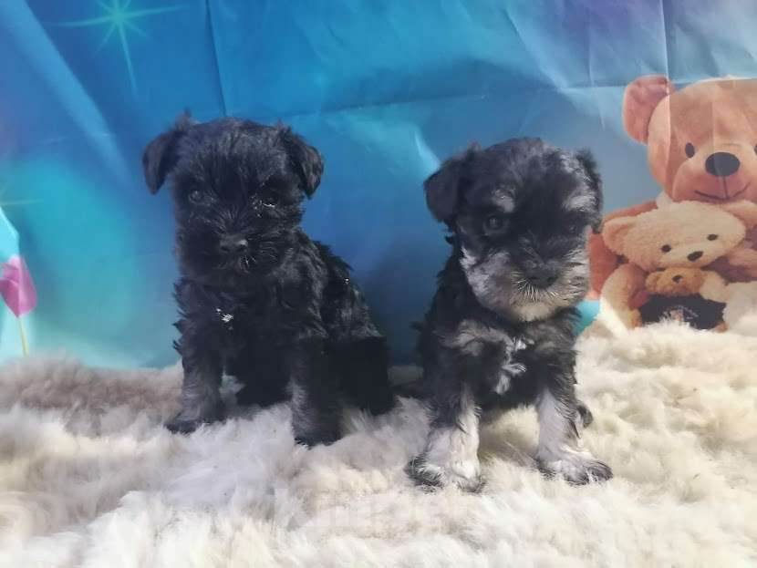 Собаки в Санкт-Петербурге: Девочка цвергшнауцера чёрная с серебром. Девочка, 40 000 руб. - фото 1