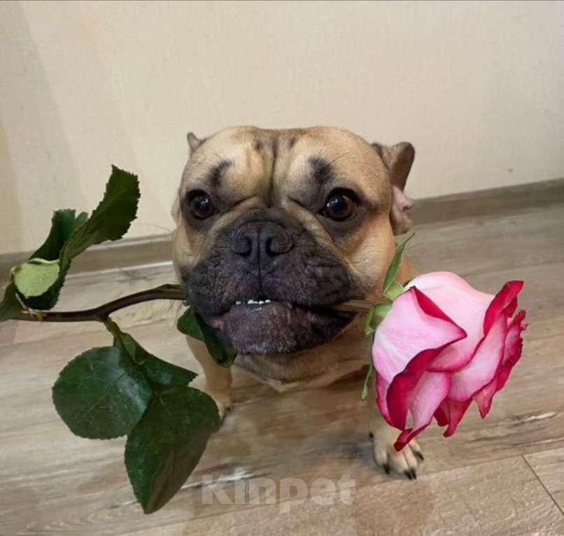 Собаки в Костроме: Щенок французского бульдога  Девочка, 35 000 руб. - фото 2