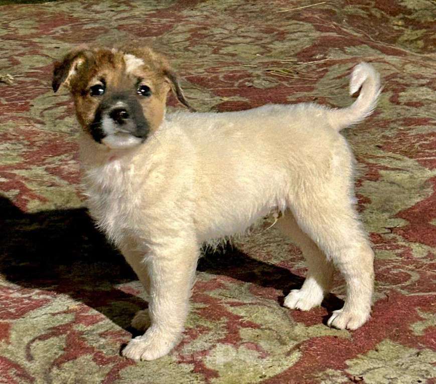 Собаки в Ногинске: Щенок мальчик в добрые руки Мальчик, Бесплатно - фото 1