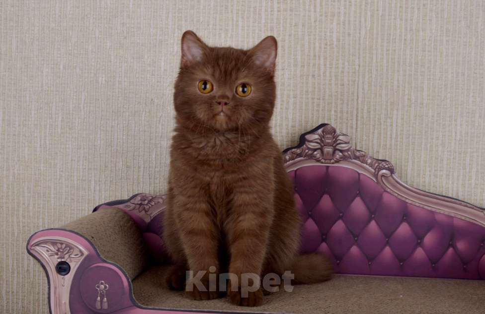 Кошки в Санкт-Петербурге: британский котик окраса циннамон Мальчик, 60 000 руб. - фото 6