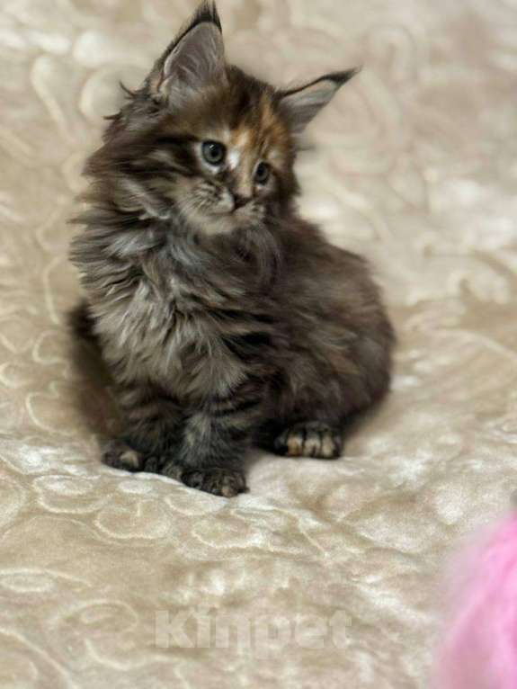 Кошки в Серпухове: Котёнок мейн-кун полидакт Девочка, 65 000 руб. - фото 3