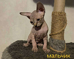 Кошки в Краснослободске: Котята сфинкс Девочка, 10 000 руб. - фото 1