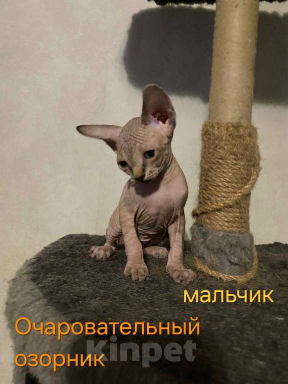 Кошки в Краснослободске: Котята сфинкс Девочка, 10 000 руб. - фото 1