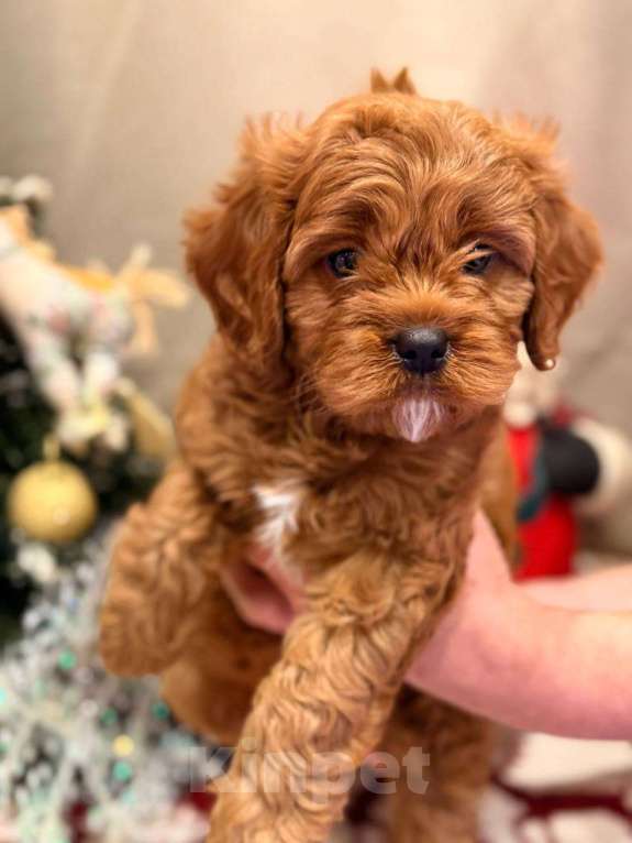 Собаки в Москве: Кавапу мальчик Мальчик, 85 000 руб. - фото 7