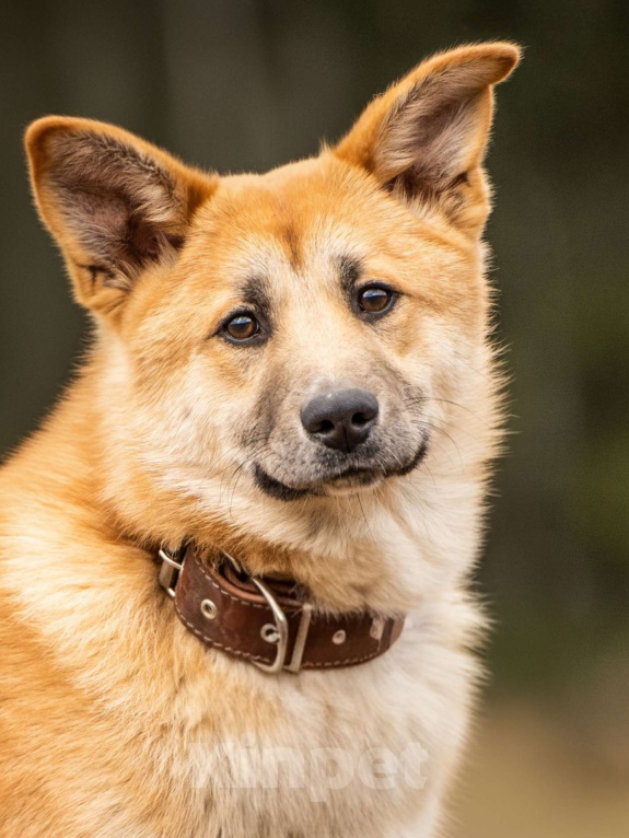 Собаки в Клине: Хеди — настоящая искорка счастья Девочка, Бесплатно - фото 2