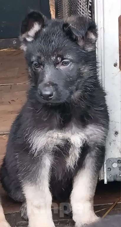 Собаки в Омске: Немецкая овчарка щенки Разнополые, 10 000 руб. - фото 2