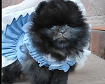 Собаки в Раменском: ❤‍🔥Мини девочка померанского шпица.  Девочка, 50 000 руб. - фото 2