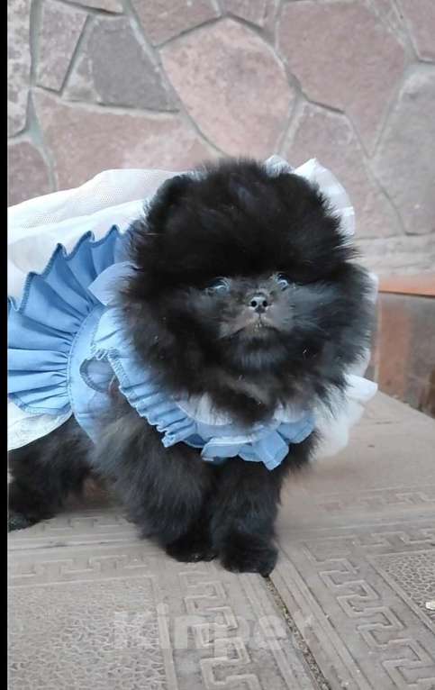 Собаки в Раменском: ❤‍🔥Мини девочка померанского шпица.  Девочка, 50 000 руб. - фото 2
