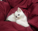 Кошки в Пскове: Черный ван голубоглазый Мальчик, 25 000 руб. - фото 3