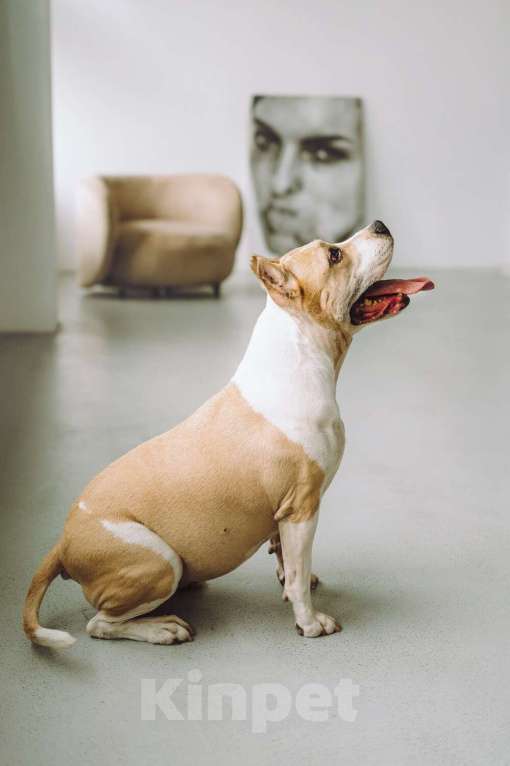 Собаки в Москве: Совершенно очаровательная стаффочка по имени Сара ищет дом Девочка, 1 руб. - фото 5