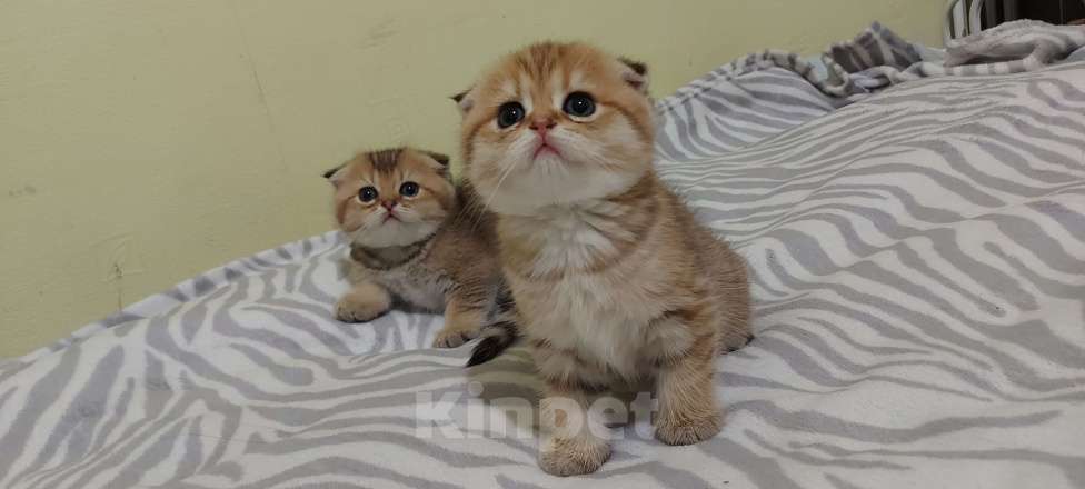 Кошки в Санкт-Петербурге: Шотландский вислоухй Мальчик, 30 000 руб. - фото 6