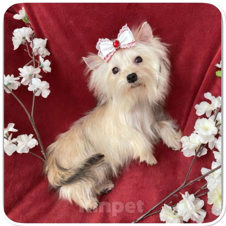 Собаки в Москве: Мини йорк девочка золотая подрощенная Девочка, 80 000 руб. - фото 4