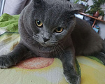 Кошки в Нижнем Новгороде: Отдам кота в добрые руки.  Мальчик, Бесплатно - фото 1