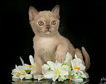 Кошки в Зеленограде: Котята американской бурмы Девочка, 60 000 руб. - фото 1