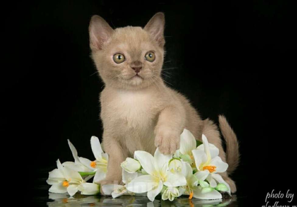 Кошки в Зеленограде: Котята американской бурмы Девочка, 60 000 руб. - фото 1