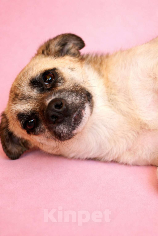 Собаки в Москве: Девочка Габби миниатюрная собачка в поисках семьи Девочка, Бесплатно - фото 3