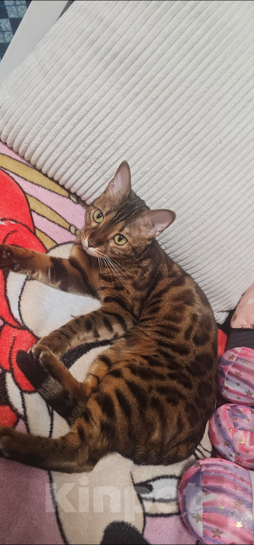 Кошки в Сургуте: Кошечка в добрые руки Девочка, Бесплатно - фото 5