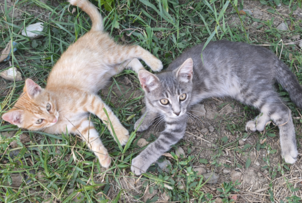 Кошки в Краснодаре: Котята в добрые руки Разнополые, Бесплатно - фото 1