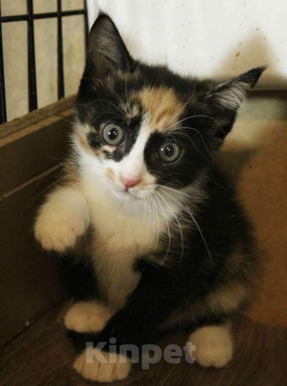 Кошки в Санкт-Петербурге: Симпатичные заводные котята Мальчик, Бесплатно - фото 4