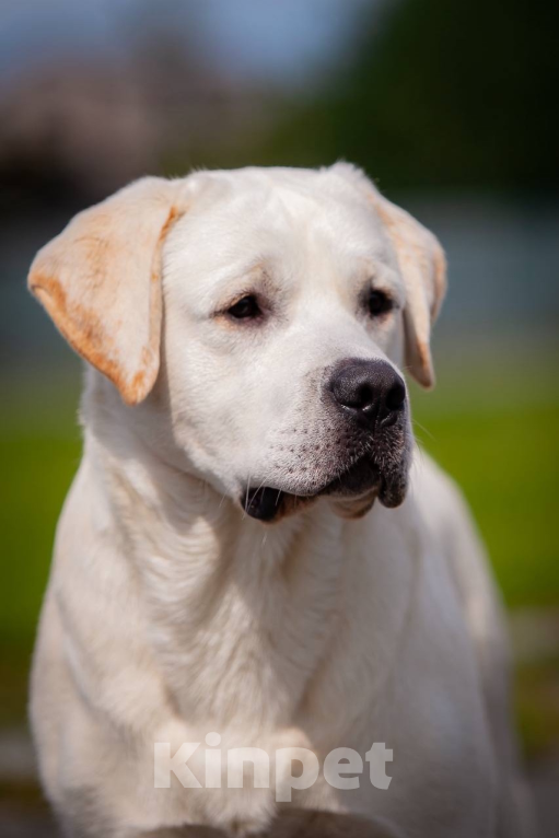 Собаки в Челябинске: Лабрадор Ретривер. Мальчик, 65 000 руб. - фото 1