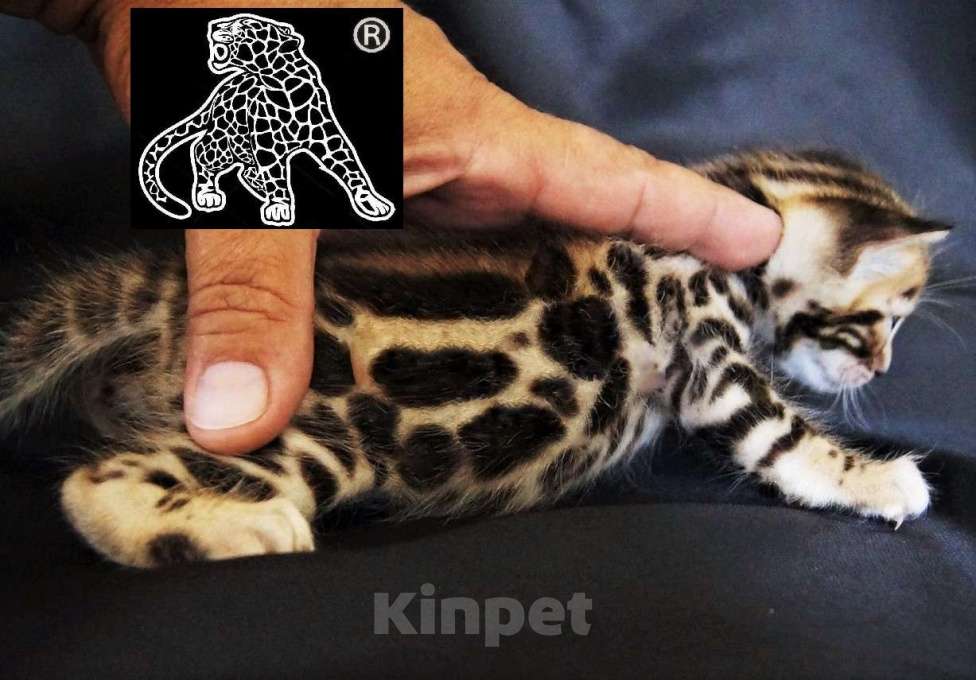 Кошки в Владивостоке: Бенгальский котенок. Профессиональный питомник Девочка, Бесплатно - фото 7